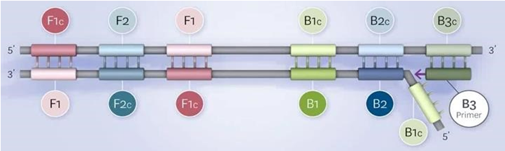 quá trình nhân bản DNA theo công nghệ LAMP